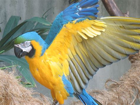 File:Blue-gold macaw wings outstretched.jpg - Wikipedia