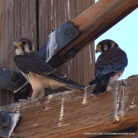 TUCSON WILDLIFE PHOTO GALLERY - Explore the Tucson Mountains