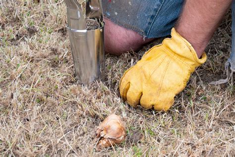 Naturalizing Bulbs in Your Lawn - Everything You Need to Know