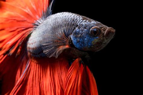 Why is My Betta Fish Bloated Causes Symptoms And Prevention? - Fishn ...