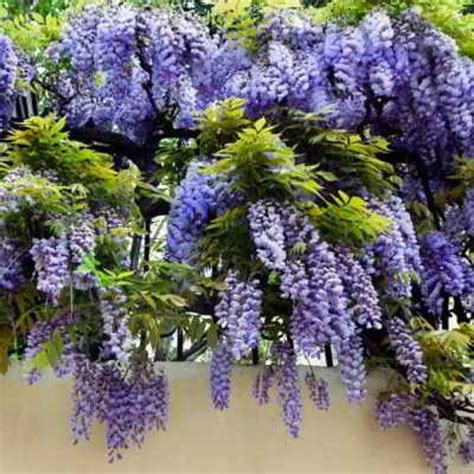 Magnificent Blue Japanese Wisteria 10 Seeds