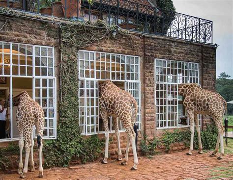 Stay at Giraffe Manor, Nairobi - Kated