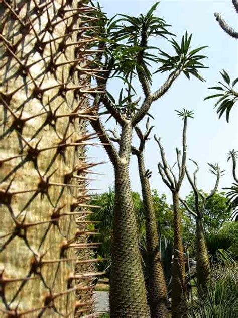 Madagascar Palm Care: HOW TO Grow Pachypodium Lamerei