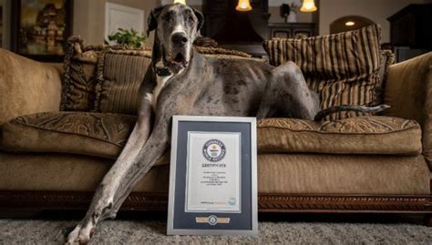 Meet Zeus, the Great Dane - the world's tallest dog