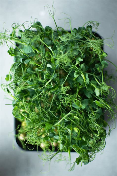 7 Herbs You Can Grow Indoors All Winter | TiffanyMcCauley.com