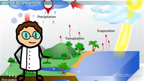 Photosynthesis And Respiration Water