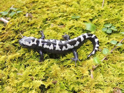 Rare salamanders hatch for the first time in almost a century in the Middlesex Fells | WBUR News