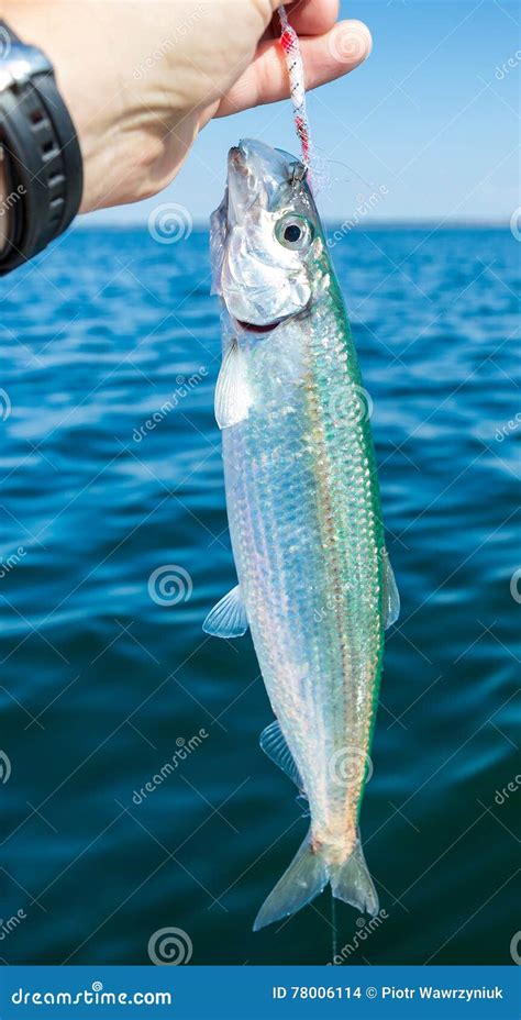 Herring fishing time stock photo. Image of vertical, shot - 78006114