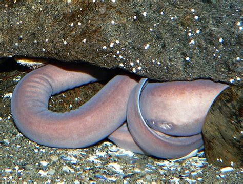 14 Fun Facts About Hagfish | Science | Smithsonian