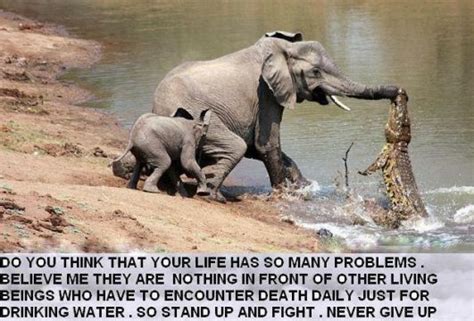 Motivational Wallpaper on Struggle : Inspiring Picture of an Elephant fighting crocodile - Dont ...