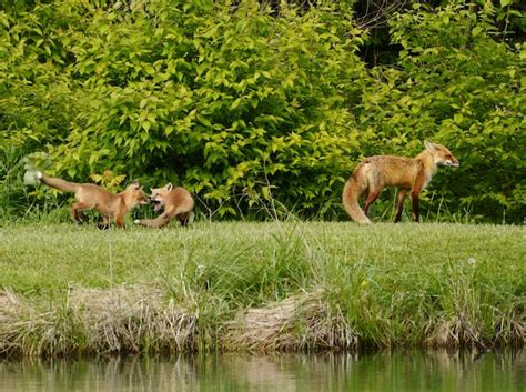 Premium Photo | Mama fox and her pups out for some playtime in the sun