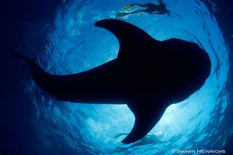 Whale Sharks – Isla Mujeres, Mexico 2012 | Blue Sphere Media