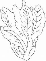 Romaine Lettuce Coloring Page sketch template