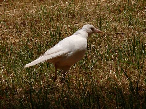 The Nature of Robertson: Albino Magpie in Kangaloon