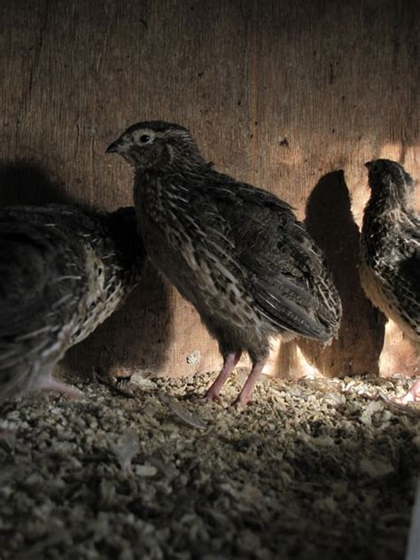 Quail Farming Business Plan - A Beginners Guide | Agri Farming