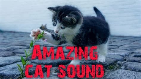 Cat meow sound effect | best funny cute cat sound - YouTube