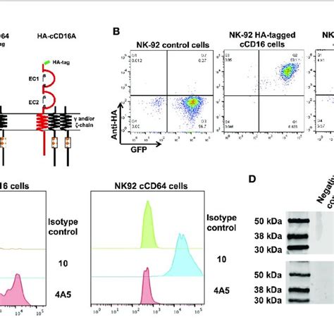 (PDF) Examination of IgG Fc Receptor CD16A and CD64 Expression by Canine Leukocytes and Their ...