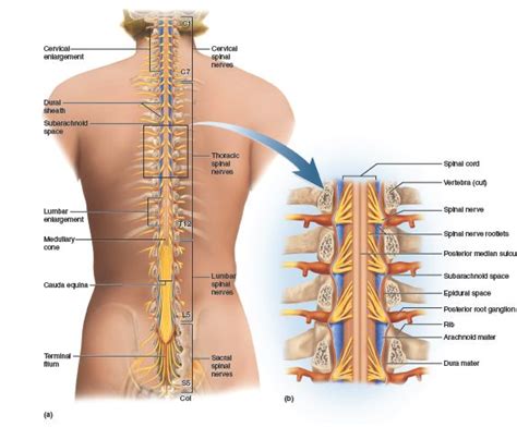 Pin on Chapter 13 - Spinal Cord & Spinal Nerves