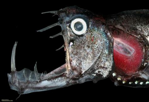 15 Of The Freakiest Deep-Sea Creatures