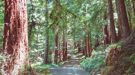 Butano Loop in Pescadero Creek County Park – Hiking in California