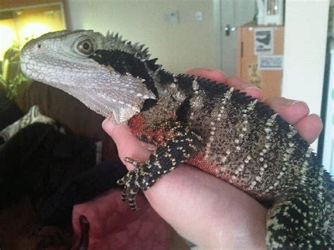 NE England - Australian Water Dragons 1.1 | Reptile Forums