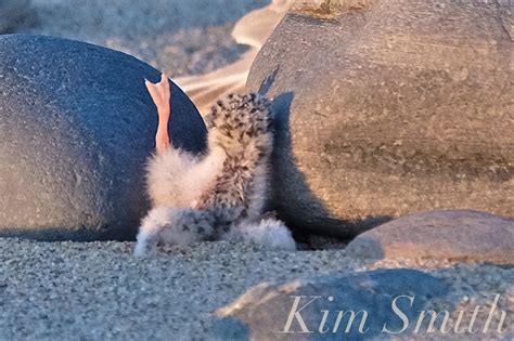 Least Tern Chick stuck between rock and a hard place -7 copyright Kim ...