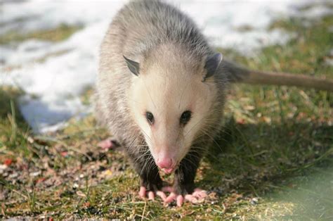 Possum vs. Opossum - Animals Around The Globe