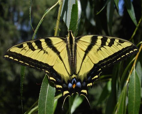 Western Tiger Swallowtail ~ Butterfly of The Earth