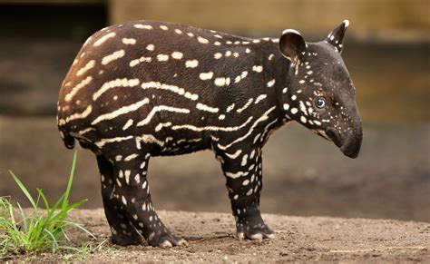 Brazil, a tapir is born in the Atlantic Forest for the first time in over a century | LifeGate