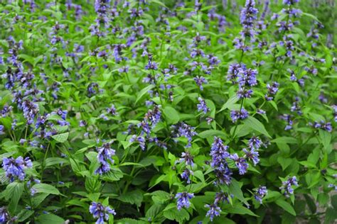 Catmint Plant Varieties