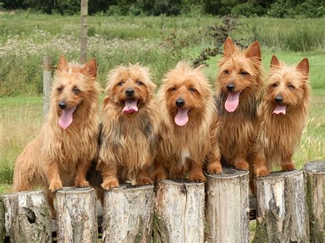 Awasome Australian Terrier Puppies For Sale Vic 2022 - Gosaga