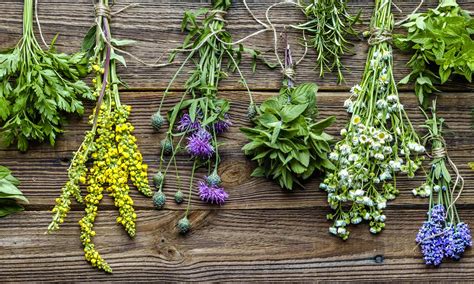 Presentan un registro de saberes ancestrales sobre plantas medicinales ...