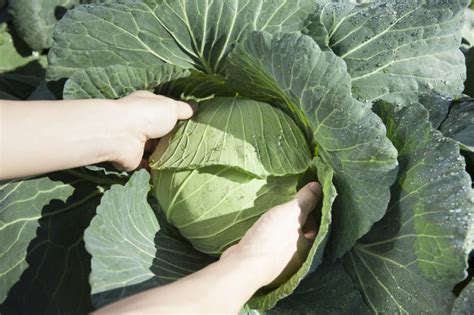 Cabbage Spacing » Give Them Space to Breathe