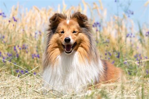 Miniature Collie: Breed Info, Traits & Facts (With Pictures)