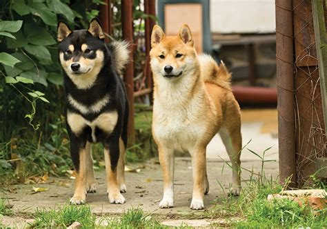 Shiba Inu: "raposinha" tesouro do Japão - NUXCELL