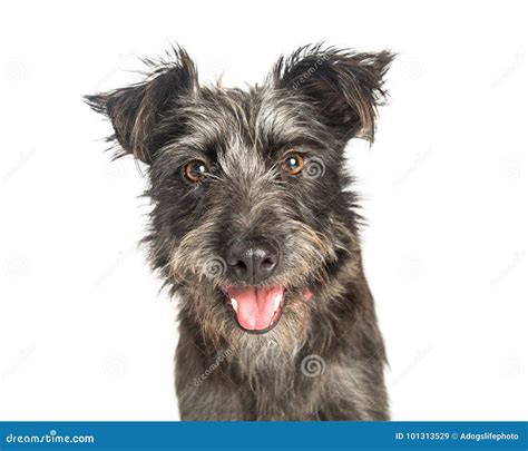 Happy Scruffy Terrier Dog Closeup Stock Image - Image of shot, mongrel ...