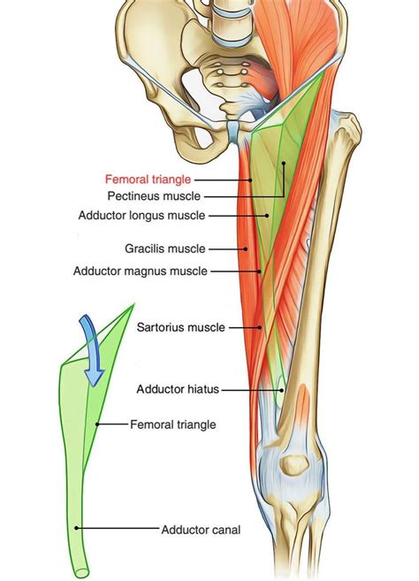 Adductor Canal