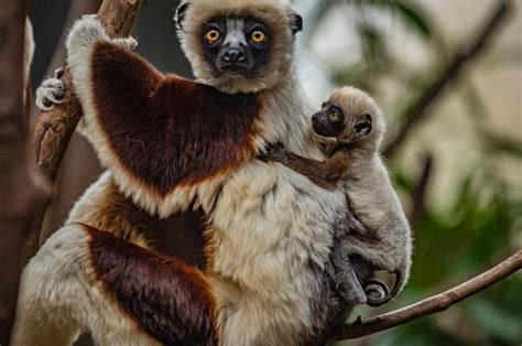 Hold me closer tiny dancer! First baby 'dancing lemur' born at Chester Zoo