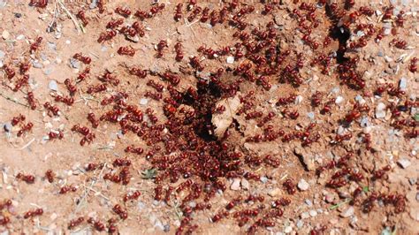 Deadly fire ants at ‘extreme risk’ of spreading out of south-east ...