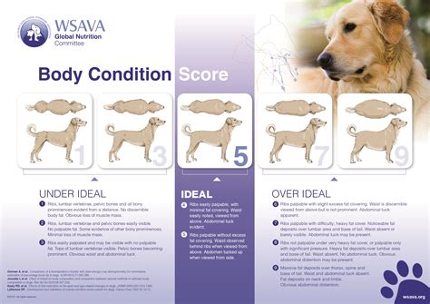 Healthy Dog Weight and Dog Obesity | Karingal Vet Hospital