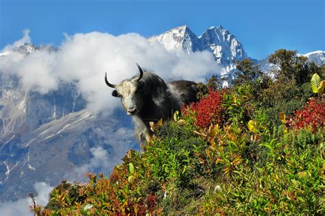 National Parks of Nepal | TravelLocal