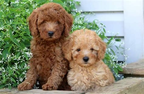 Miniature Poodle vs American Cocker Spaniel - Breed Comparison