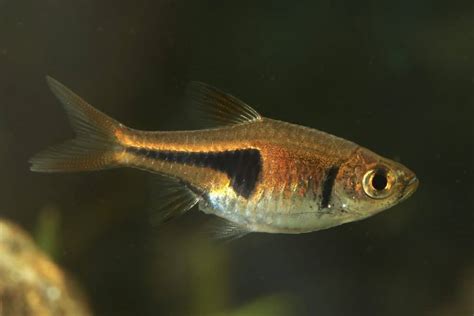 Lambchop Rasbora (Trigonostigma Espei): Ultimate Care Guide - Fish Laboratory