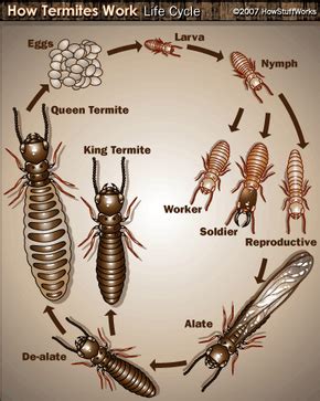 Termite Reproduction | HowStuffWorks