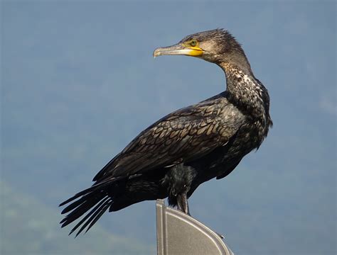 Great Cormorant | Birds Wiki | Fandom