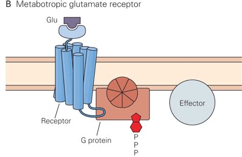 Pitt Medical Neuroscience | Glutamate Receptors