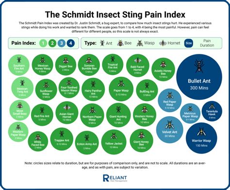 Bullet Ant Sting Pain Scale