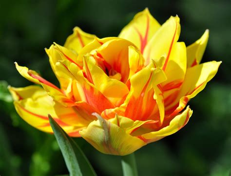 Free Images : blossom, petal, bloom, tulip, botany, garden, close, flora, gorgeous, spring ...