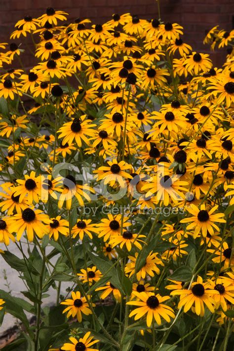 Black-Eyed Susans Stock Photo | Royalty-Free | FreeImages