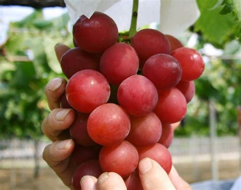 The world’s most expensive bunch of grapes sells for £8,350 (that’s £280 per grape!) | Daily ...